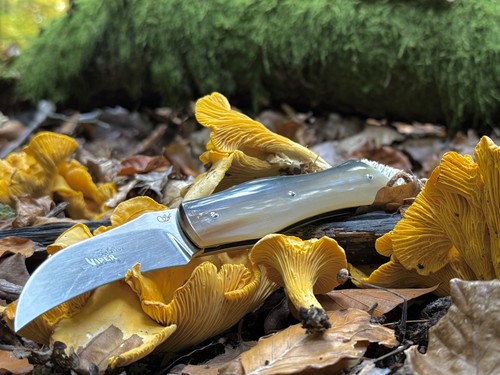 Viper boletus coltello - viper, funghi